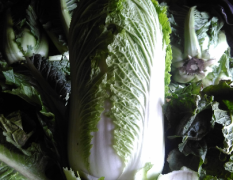 昌黎本地大白菜大量上市走市场储存都可以还有黄心菜泡菜