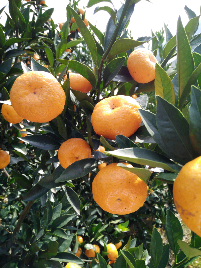 毛容的柑橘报价详情-绿果