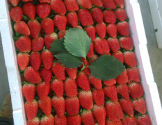草莓刚刚上市，个大果圆，口感香甜