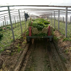 禹城市美国西芹 大棚西芹插苗