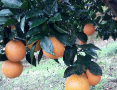 重庆秀山纽荷尔脐橙可以采带叶鲜果了