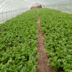 凡辛庄大棚里 自有大棚，40吨芹菜等你去采