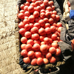 禹城市中窦其周2月宝石捷西红柿