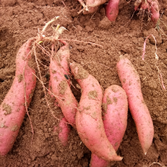 河北邯郸商薯19红薯_刘雷锋