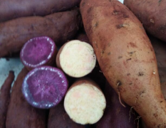 来自云南高原红土地特产 紫薯