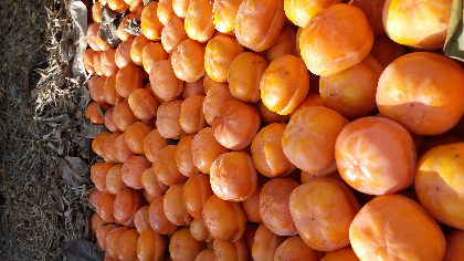 本村有大量磨盘柿，价格低