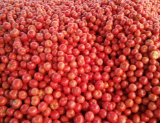 聊城硬粉西红柿大量供应