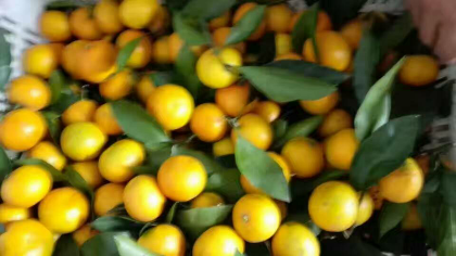 宜都密柑味甜化渣，皮薄，糖度高