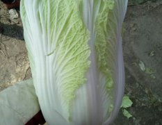 河南夏邑品种有：青杂三号白菜，87-114白菜
