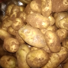 冀张薯8号 226土豆，还有荷兰14土豆