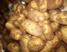 冀张薯8号 226土豆，还有荷兰14土豆