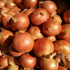 张掖洋葱小葱已挑捡完，9cm以上大葱有9车左右