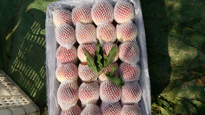 本人库里有大量映霜红蜜桃