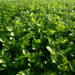 新上大拱棚30于个，主要种植芹菜