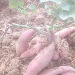 夏津县银城十五里铺村高塔地瓜交易市场龙署九