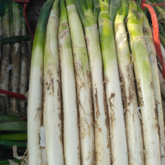 现有铁杆大葱葱段对外批发