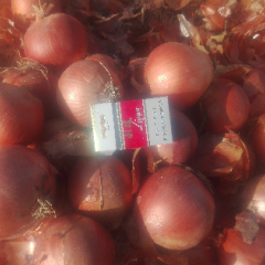 黄皮洋葱80以上，价格合理