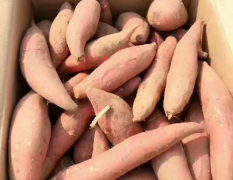 河北省廊坊市出售烟薯25，每斤1.6元3两起装箱