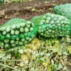 山东沂南皇妃芹菜：房庄子李忠明