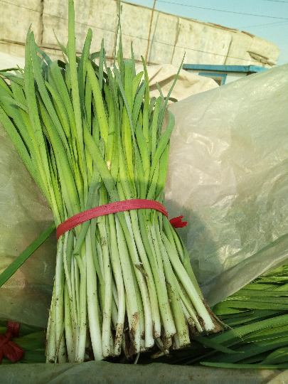 白红建的韭菜报价详情-绿果