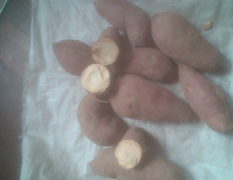 现出窖济薯26三两以上地瓜30万斤