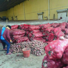 玉丰蔬菜代办大量优质红皮洋葱赔钱出售