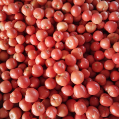 富农西红柿基地西红柿大型产地，持续时间长