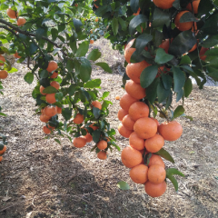 广西贺州富川砂糖橘3.8-3元