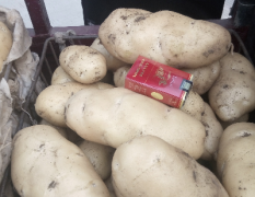 冷库库存土豆质量可靠箱装袋装都有