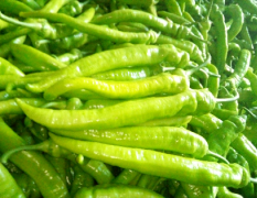 辽西是种植温室大棚最多的蔬菜基地