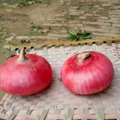 洋葱质量很好 小洋葱3—8厘米