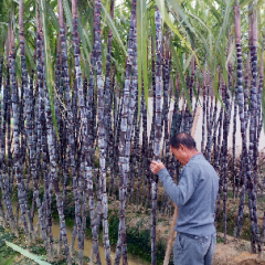 安化县黑皮甘蔗，甘蔗粗