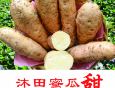 莲水沐田农场烤红薯专用品种北京553