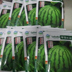 西瓜种子，品种有天山早佳8424