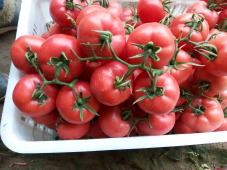 山东禹城硬粉西红柿上货量大