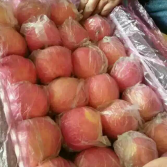 2015万荣苹果今年价格有看点