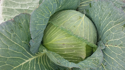 良发蔬菜合作社现有平苞基地3000亩