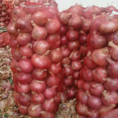 金乡县库存洋葱以接近尾声
