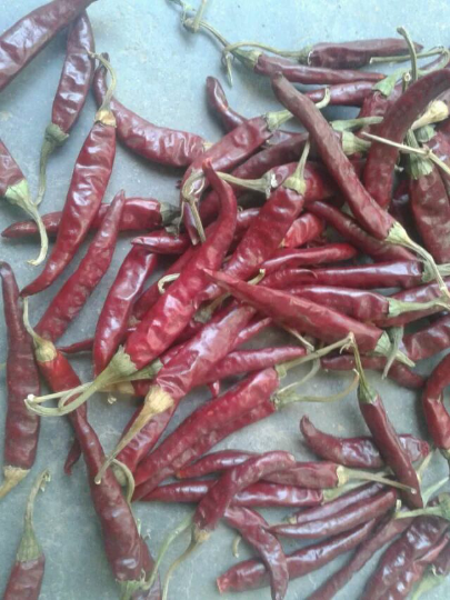 辣度高,干度好,带把新朝天椒
