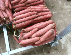 大量批发：新鲜红萝卜，冷库存的货