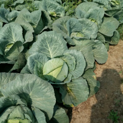 供应黄心白菜，平包菜，圆包菜