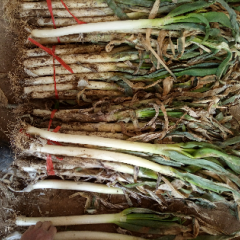 毛葱，钢杆大葱库存