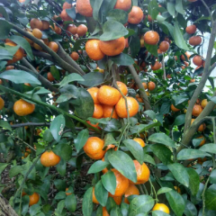 广西扶绥沙糖橘：新宁镇关江海