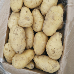 湛江荷兰十五土豆大量上市
