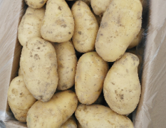 湛江荷兰十五土豆大量上市