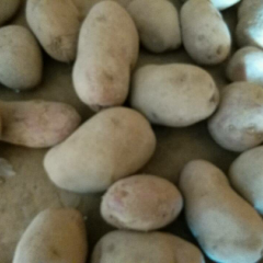 山丹山丹焦义1月大西洋土豆