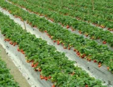 昌乐县本人是代办，供应优质草莓