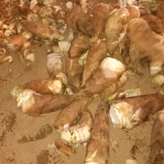 红土毛竹春笋肉白，味美