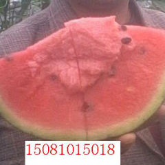 河北邯郸京欣西瓜