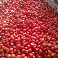 果型好，口感极佳，色泽艳丽